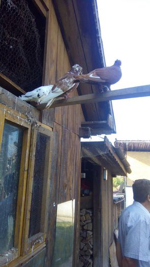 image - Porumbei 2015