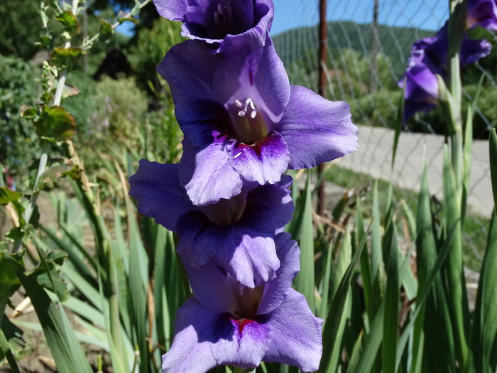 DSC02539 - Gladiole 2015-2016