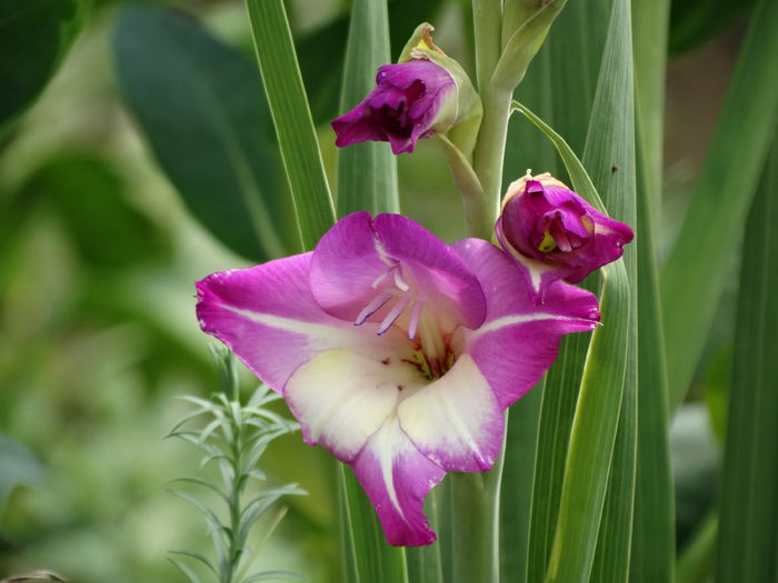 DSC02789 - Gladiole 2015-2016