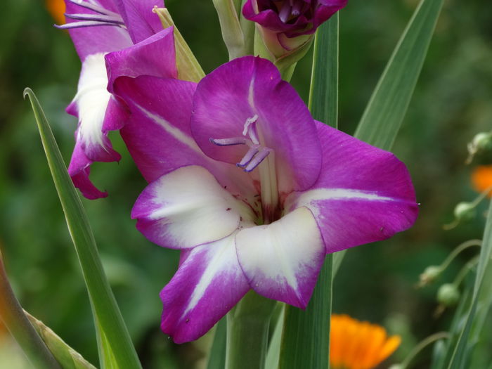 DSC02698 - Gladiole 2015-2016