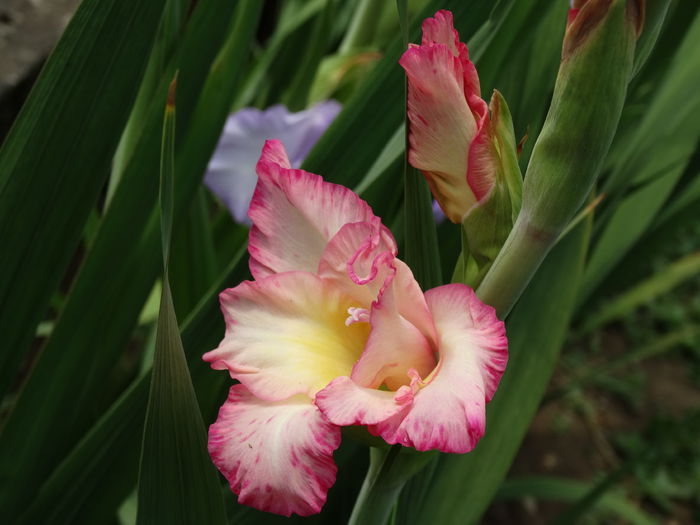 DSC02770 - Gladiole 2015-2016