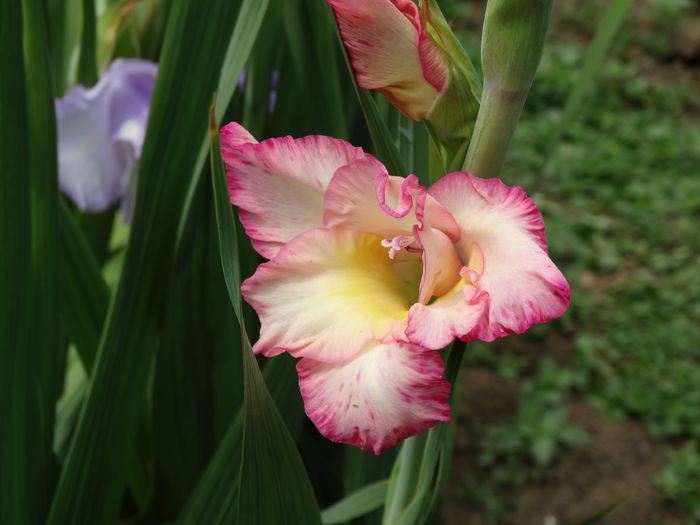 DSC02769 - Gladiole 2015-2016