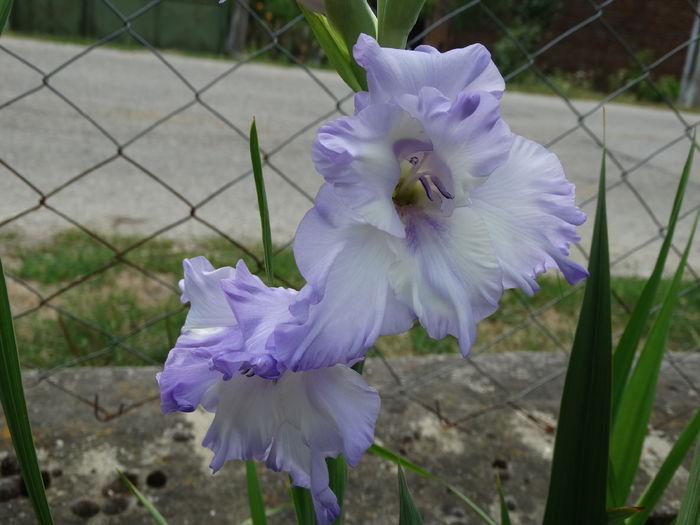 DSC02765 - Gladiole 2015-2016