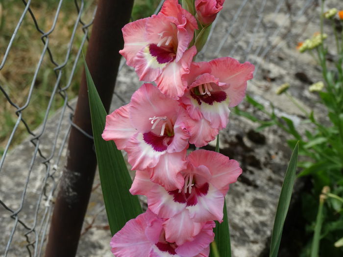 DSC02764 - Gladiole 2015-2016