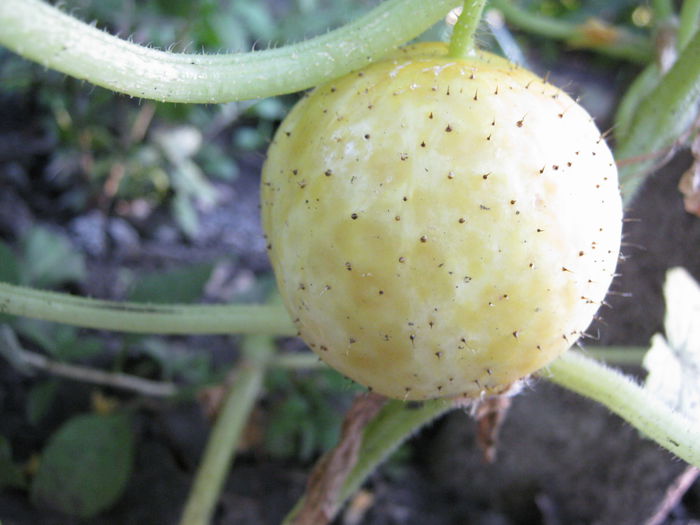 castravete lemon