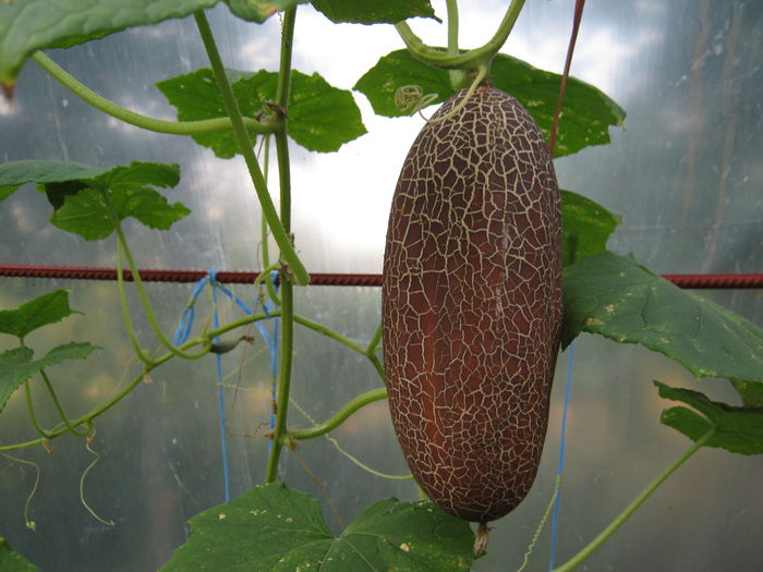 castravete sikkim