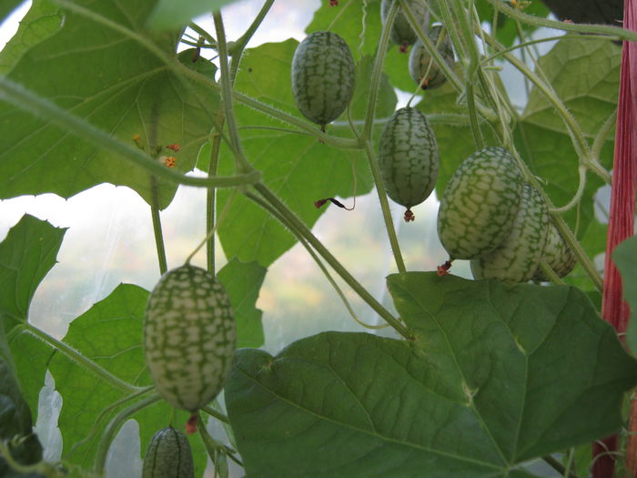cucamelon