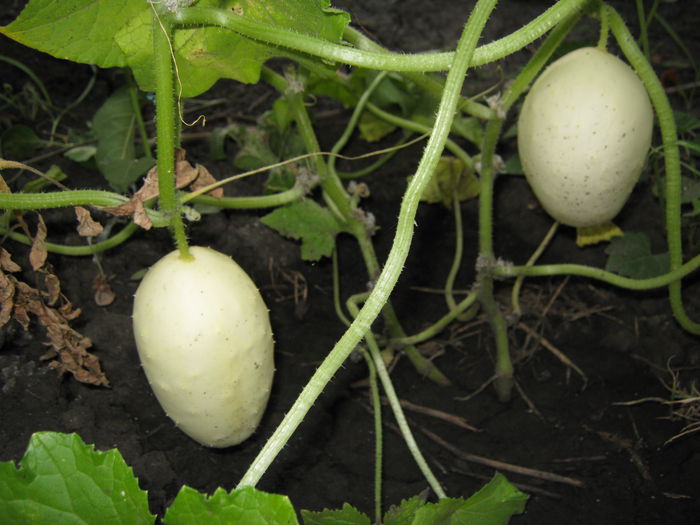 castraveti albi