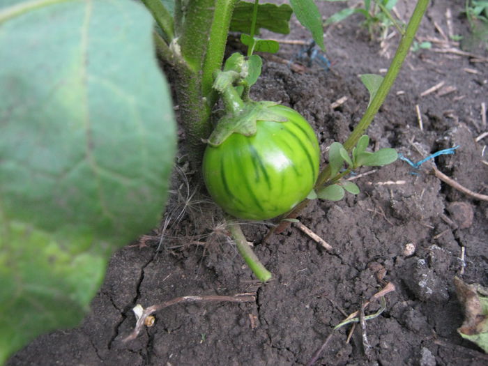 vinete turckis