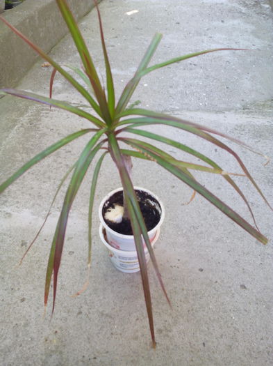 Dracena 13 lei Vandut - CANA Indica si alte flori de vanzare 2015