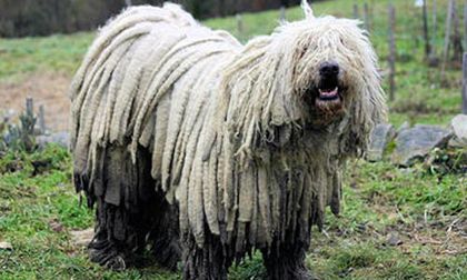 perros-komondor-p - Animale in lume