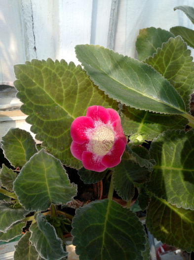 IMG_20150719_103600; Gloxinia 1
