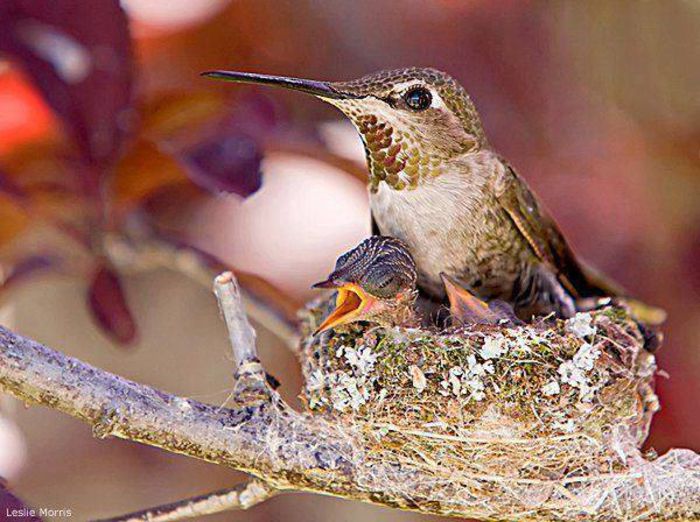 Colibri