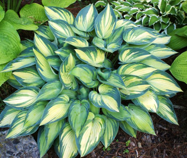 Hosta variegata