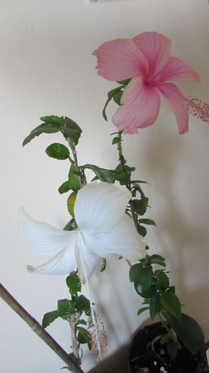 023 - Hibiscusi 2015 1