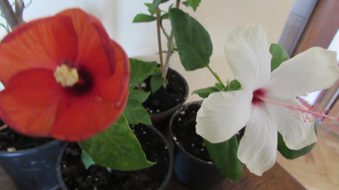 020 - Hibiscusi 2015 1