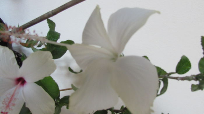 017 - Hibiscusi 2015 1