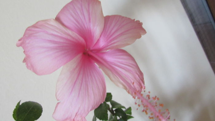 039 - Hibiscusi 2015 1