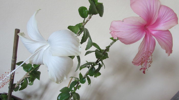 029 - Hibiscusi 2015 1