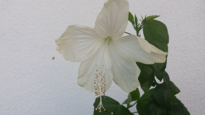 22.07.2015 - Flori 2015