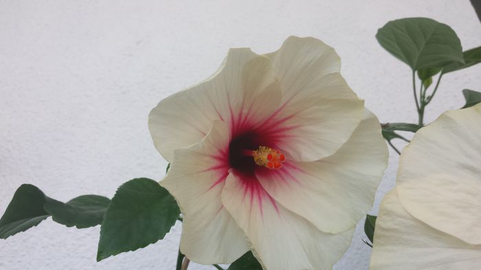 22.07.2015 - Flori 2015