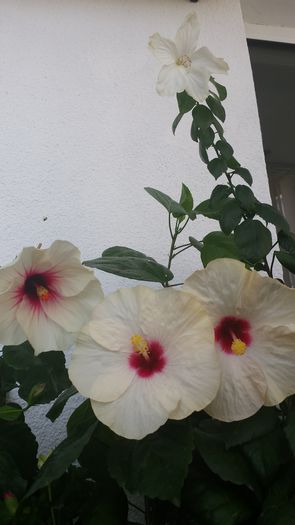 22.07.2015 - Flori 2015