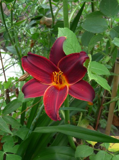  - Hemerocallis