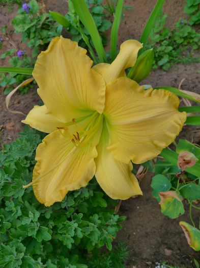  - Hemerocallis