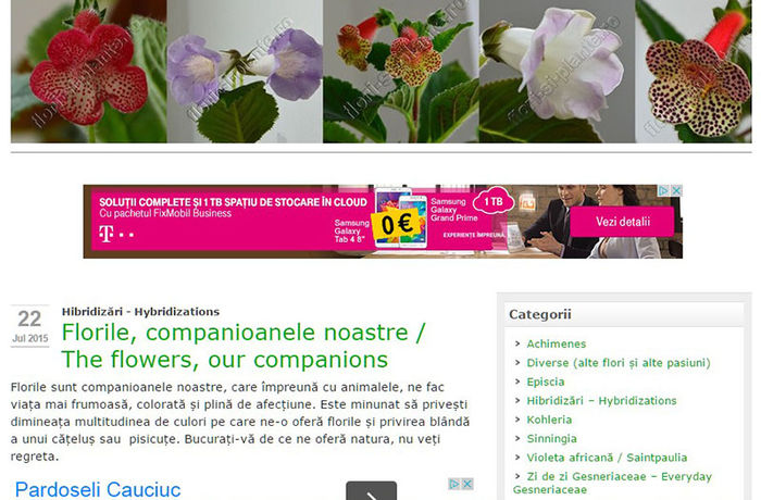 Update pe blog http:gesneriaceae.flori-si-plante.ro?p=1966 - 1 BLOG Gesneriaceae