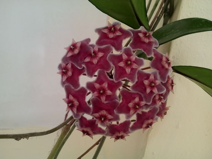 Hoya pubicalyx Silver Pink GPS 10064 - hoya