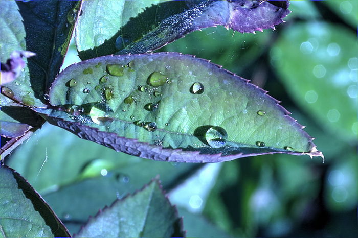 IMG_9607_tonemapped - MACRO