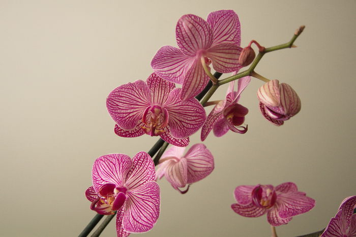 colectie orhidee-2 - MACRO