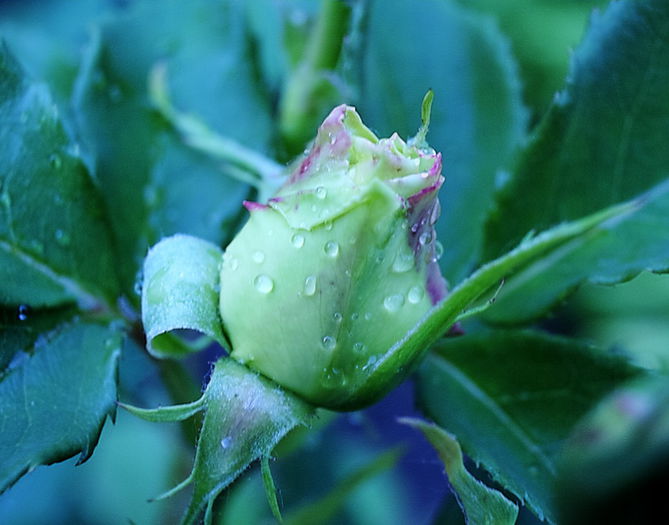 IMG_9593_tonemapped-tungsten - MACRO