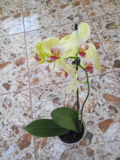 Orhidee galben verzui
