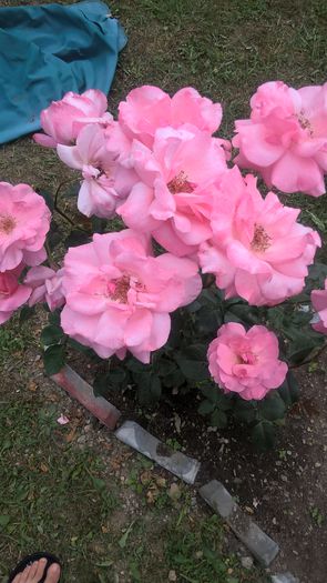 WP_20150722_13_40_02_Pro