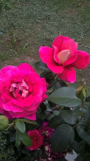 WP_20150722_13_41_21_Pro