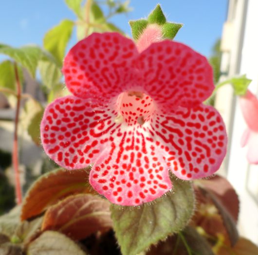 Sunshine - Kohleria