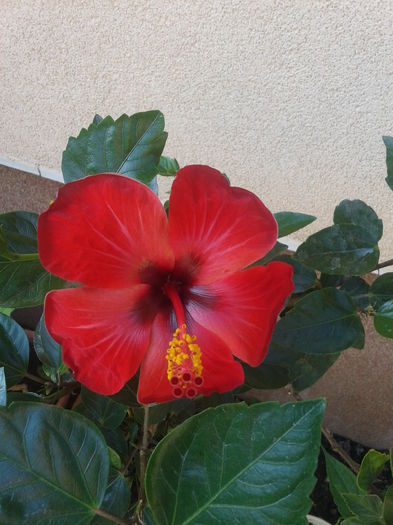 Fotografie-0108 - hibiscus