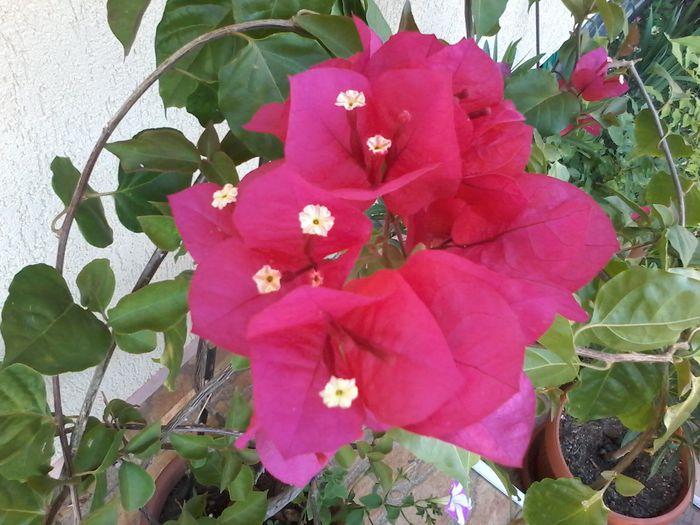 20150722_180525 - bougainvillea