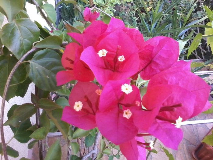 20150722_180536 - bougainvillea