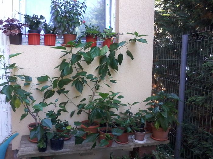 20150722_165805 - Hibiscus 2014-2015