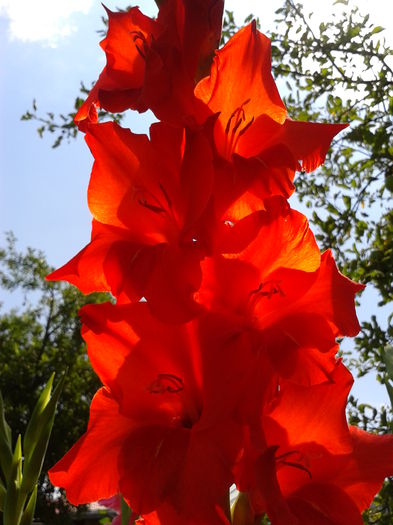 Fotografie0021 - AAAA_GLADIOLE 2015_2017_2018_2019