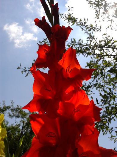 Fotografie0022 - AAAA_GLADIOLE 2015_2017_2018_2019