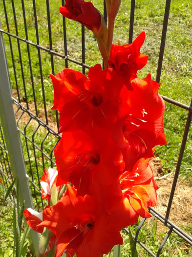Fotografie0023 - AAAA_GLADIOLE 2015_2017_2018_2019