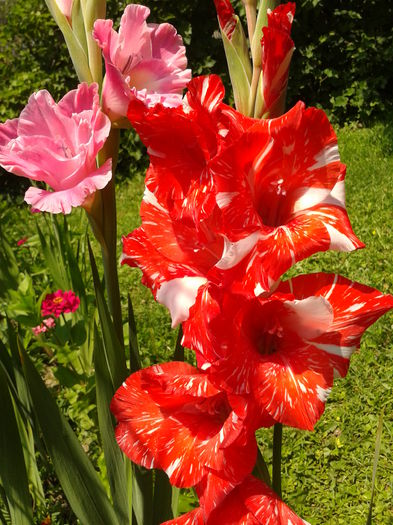 Fotografie0026 - AAAA_GLADIOLE 2015_2017_2018_2019