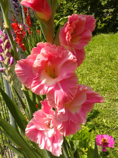 Fotografie0027 - AAAA_GLADIOLE 2015_2017_2018_2019
