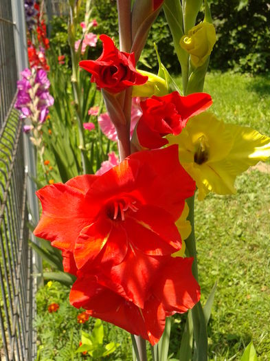 Fotografie0028 - AAAA_GLADIOLE 2015_2017_2018_2019