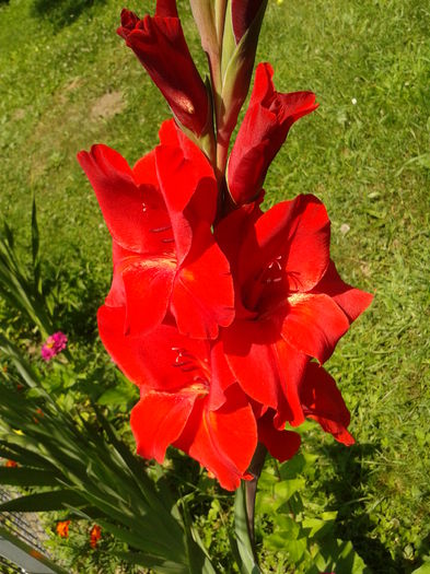 Fotografie0029 - AAAA_GLADIOLE 2015_2017_2018_2019