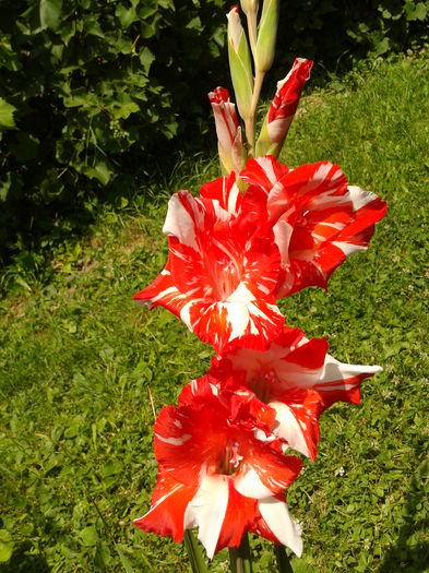 Fotografie0024 - AAAA_GLADIOLE 2015_2017_2018_2019