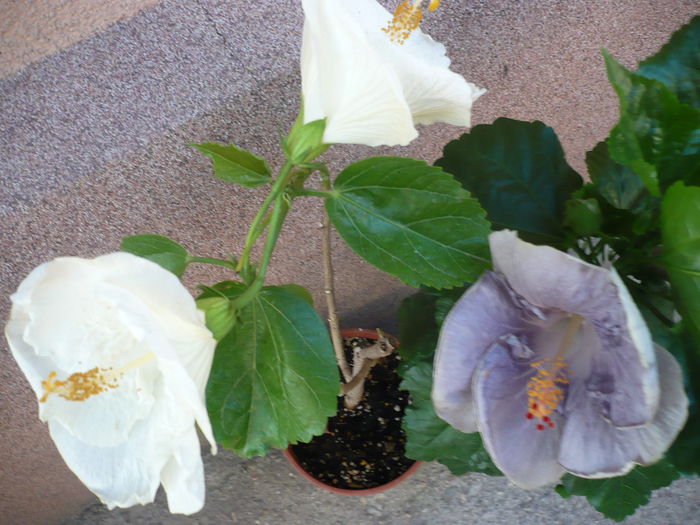 P1230196